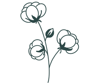 cotton plant illustration