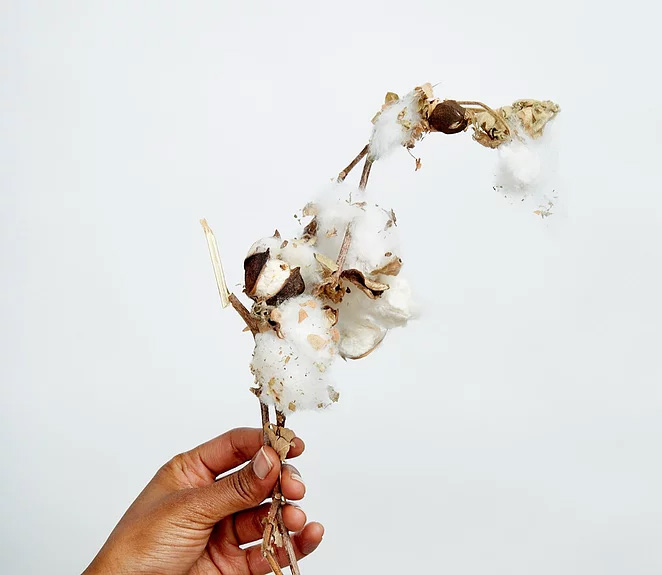 hand holding cotton branch 2