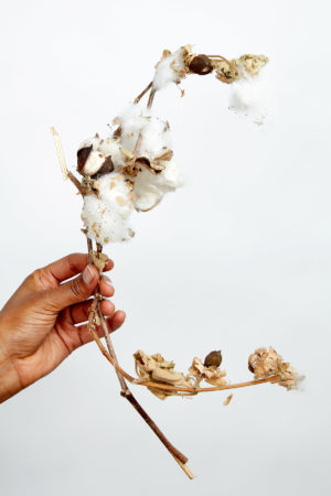 hand holding cotton branch