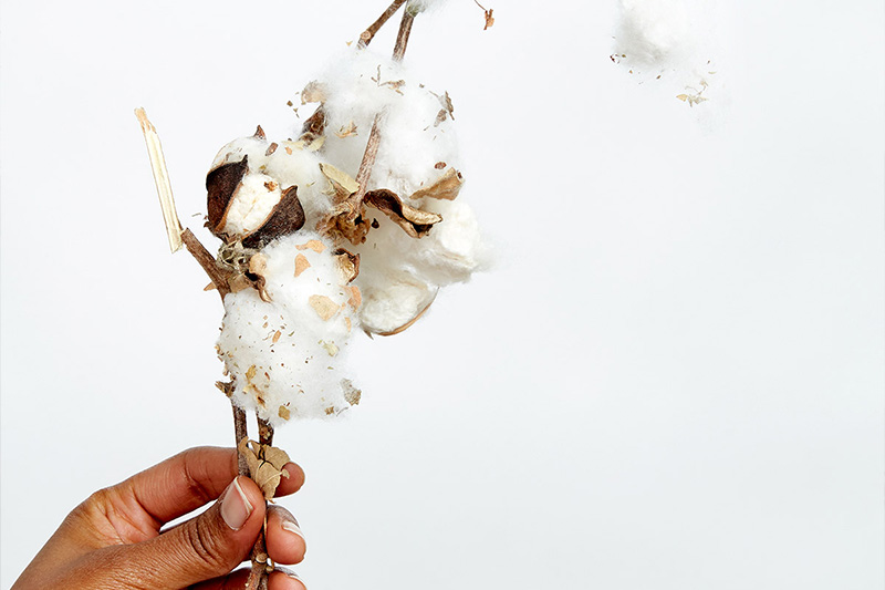 hand holding cotton branch