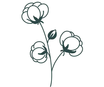 cotton plant illustration