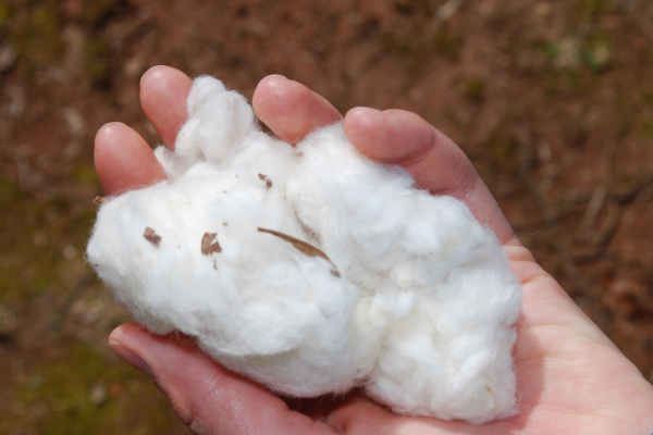 Cotton